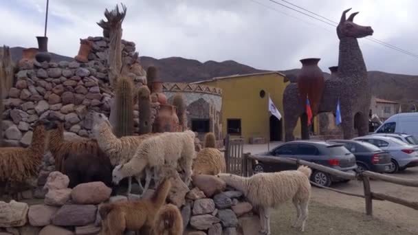 Llamas Ένα Κατάστημα Souvenir Στην Κοιλάδα Humahuaca Επαρχία Jujuy Αργεντινή — Αρχείο Βίντεο