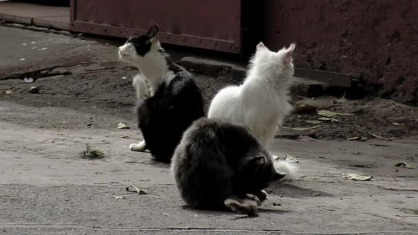 Trzy Bezpańskie Koty Siedzące Razem Ulicy Zamknij Się — Wideo stockowe
