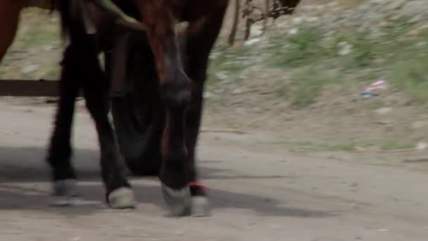 Pferdefuhrwerk Santiago Del Estero Argentinien — Stockvideo