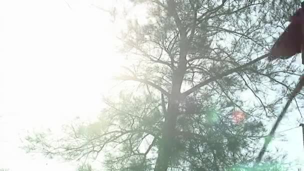 Κόκκινη Σημαία Που Κυματίζει Ενάντια Στον Ήλιο Και Ένα Δέντρο — Αρχείο Βίντεο