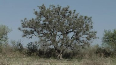 Erythrina crista-galli, genellikle Cockspur Mercan Ağacı (Ceibo) olarak da bilinir, Fabaceae familyasından, Arjantin, Uruguay, Güney Brezilya ve Paraguay 'a özgü bir ağaçtır..  