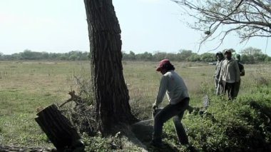 Santiago del Estero, Arjantin 'de Elektrikli Testere ile Ağaç Kesen Adamlar.  