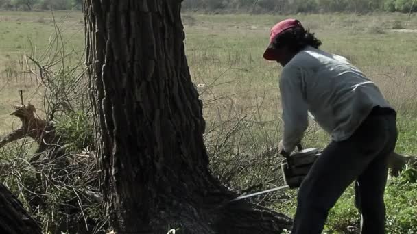 Homem Cortando Uma Árvore Com Uma Serra Elétrica Santiago Del — Vídeo de Stock