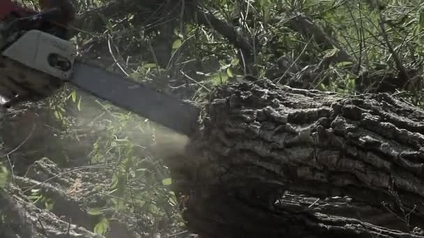 Άνθρωπος Κόβει Ένα Δέντρο Αλυσοπρίονο Στο Santiago Del Estero Αργεντινή — Αρχείο Βίντεο