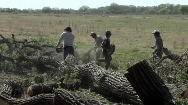 Άντρες Που Κόβουν Ένα Δέντρο Αλυσοπρίονο Στο Santiago Del Estero — Αρχείο Βίντεο