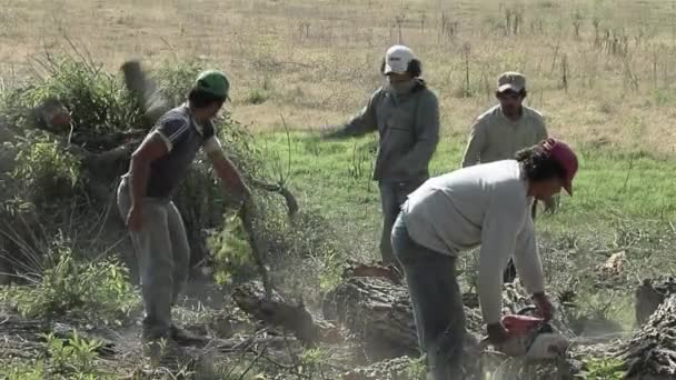 Homens Cortando Tronco Árvore Com Motosserra Santiago Del Estero Argentina — Vídeo de Stock