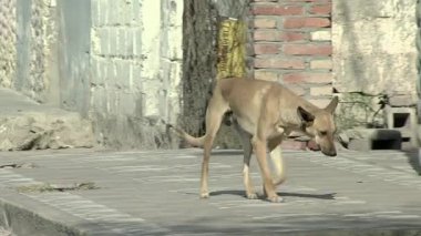 Genç Sokak Köpeği Arjantin 'in bok şehrinde yürüyor..