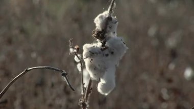 Santiago del Estero, Arjantin 'deki Beyaz İpek Pamuk Ağacı' nda (Ceiba pentandra) Ebedi Meyve. Kapat.. 