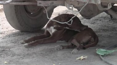 Sokak Köpeği Dişleriyle Arabanın Altında Kendini Temizliyor. Yakın plan. 