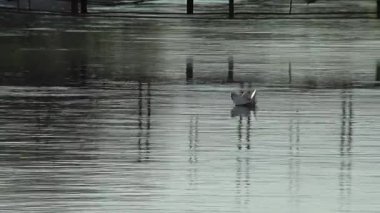 Nazikçe akan bir nehrin yüzeyinde yüzen narin bir kartonpiyer. Kapat..