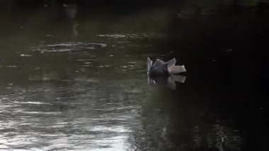 Nazikçe akan bir nehrin yüzeyinde yüzen narin bir kartonpiyer. Kapat..