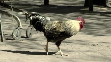 Arjantin 'deki bir kır evinin arka bahçesinde dolaşan bir horoz.. 