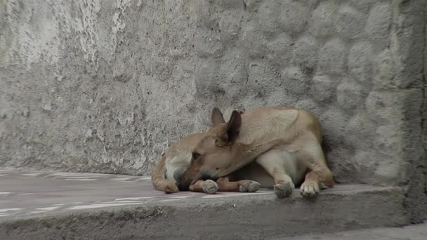 Hund Som Lutar Sig Mot Adobe Wall Liten Stad Argentina — Stockvideo