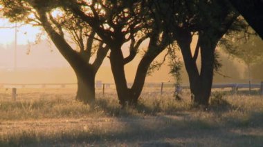 Laguna Don Tomas Park 'taki Siluetli Ağaçlar Sunset, La Pampa, Arjantin  