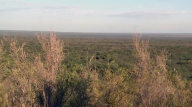 Vast Pampas Ovası Yerli Bitkileri, La Pampa Eyaleti, Arjantin  
