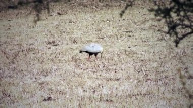 Siyah yüzlü Ibis Neuquen, Patagonya, Arjantin 'de bir otlakta yiyecek arıyor - 4K Çözünürlük