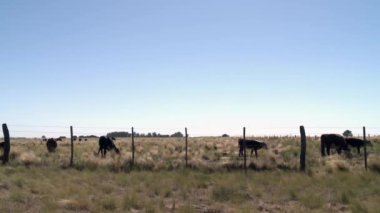 Pastoral Peyzaj: La Pampa Eyaleti, Arjantin 'deki İnekler.  