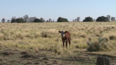 Genç İnek La Pampa, Arjantin 'deki kırsal alanda kameraya bakıyor..  