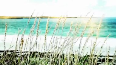 Falkland Adaları Sahil Hattı 'nda Sahil Çimeni Rüzgarda Sallanıyor - 4K Çözünürlük