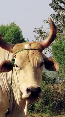 Kırsal bir alanda kameraya bakan boynuzlu inek. 4K Çözünürlüğü.