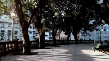 Salgın sırasında boş bir Buenos Aires Parkı 'nda titreşimli bir sokak lambasının yanında yürüyen güvercin. 4K Çözünürlüğü.