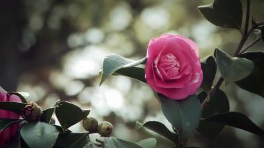 Yeşil Orman 'da yetişen narin pembe gül. Yakın çekim. 4K Çözünürlüğü.