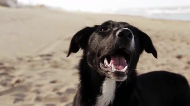 Sahildeki oyuncu siyah köpek yavrusu, Kameraya bakıyor, top fırlatmayı bekliyor. Yakın plan. 4K Çözünürlüğü.