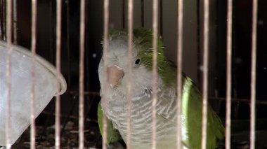 Keşiş Papağanı (Myiopsitta monachus), ayrıca Quaker Papağanı olarak da bilinir. 4K Çözünürlüğü.