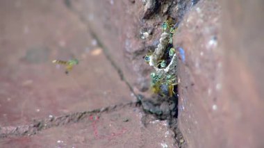 Yaban Arısı Yuvası Ev Duvarındaki Çatlak 'ın Yakın Çekimi. 4K Çözünürlüğü.
