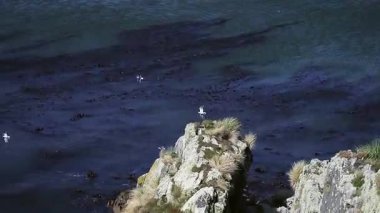 Falkland Adaları 'nın (Islas Malvinas) Rocky Coastline üzerinde uçan martılar. 4K Çözünürlüğü.
