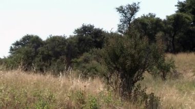 La Pampa Eyaleti, Arjantin 'in kırsal kesiminde bir çayır manzarası. 