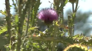Arjantin 'in La Pampa eyaletindeki bir tarlada bulunan Mor Dikenli. Kapat.. 