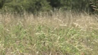 Arjantin 'in La Pampa şehrinde rüzgarda sallanan uzun otlar. Kapat.. 