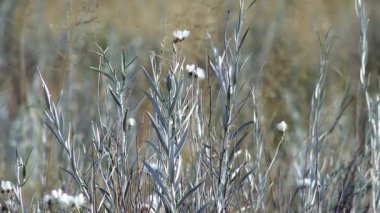 Pampas Plains, La Pampa Eyaleti, Arjantin 'de Yabani Çiçekler ve Yüksek Çimen  