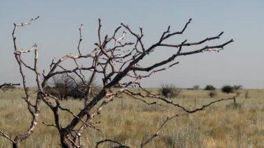 Açık Pampas Manzarasında Arid Çalılığı, La Pampa, Arjantin