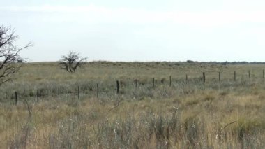 La Pampa 'nın Geniş Arazisi, Düşük Bitki örtüsü, Arjantin