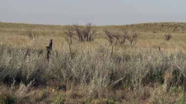 Arjantin 'in La Pampa Eyaleti' nde Çimen ve Shrubs ile Açık Pampas Ovası 