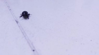Parlak Siyah Böcek Güneş Işığında Pürüzsüz Veranda Döşemeleri Üzerinde Hareket Ediyor - Yakından - 4K