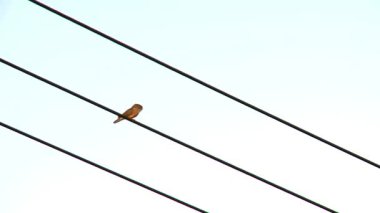 Sunset 'te bir elektrik teline tünemiş güvercin, Preening Feathers - Kapat