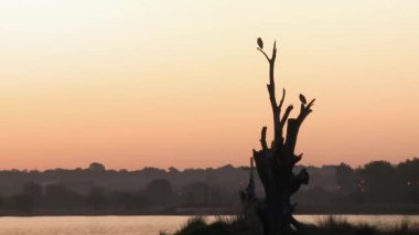 Arjantin 'in La Pampa Eyaleti, Santa Rosa' da Don Tomas adında, Sunset 'teki küçük bir adada kurumuş bir ağaca tünemiş kuşlar.