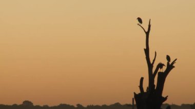Arjantin 'in La Pampa Eyaleti, Santa Rosa' da Don Tomas adında, Sunset 'teki küçük bir adada kurumuş bir ağaca tünemiş kuşlar.