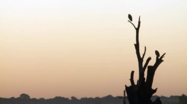 Arjantin 'in La Pampa Eyaleti, Santa Rosa' da Don Tomas adında, Sunset 'teki küçük bir adada kurumuş bir ağaca tünemiş kuşlar.