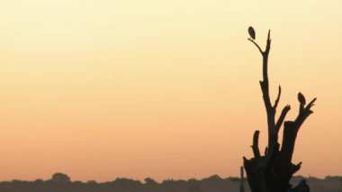 Arjantin 'in La Pampa Eyaleti, Santa Rosa' da Don Tomas adında, Sunset 'teki küçük bir adada kurumuş bir ağaca tünemiş kuşlar. 