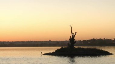 Arjantin 'in La Pampa Eyaleti, Santa Rosa' da Don Tomas adında, Sunset 'teki küçük bir adada kurumuş bir ağaca tünemiş kuşlar.