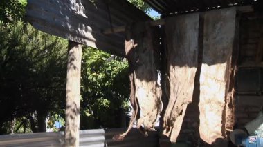 Arjantin 'de bir çiftlikte Deri Ürünler ve İpler Yapmaya Kurutmak İçin Sığır Derisi Kurutma.  