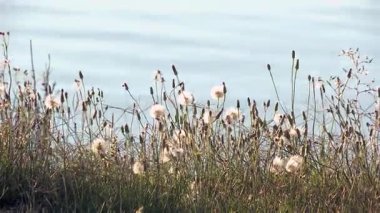 Arjantin 'in La Pampa Eyaleti, Santa Rosa' daki Don Tomas Gölü 'nde Vahşi Çiçekler yetişiyor. Kapat..  