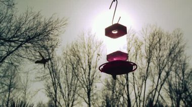 Gün batımında sinekkuşlarının silueti bir besleyicinin etrafında uçuyor. 4K Çözünürlüğü.