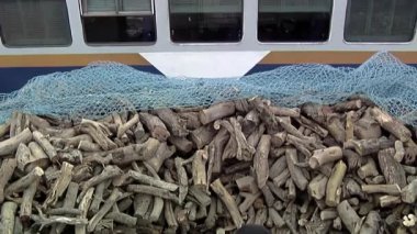 Odun Yükleyen İşçi Manzarası El Tarafından Tren Vagonuna, Viedma İstasyonu, Patagonya, Arjantin  