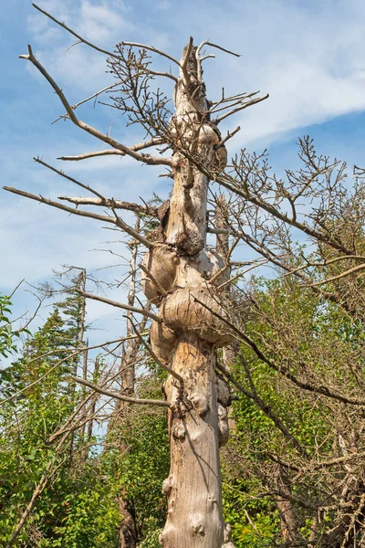 Gnarled Tree Trunk Costa Longo Baía Fundy Nova Escócia — Fotografia de Stock