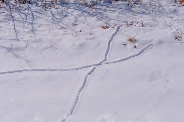 Animal Trails Fresh Snow Crabtree Nature Preserve Illinois — Stock Photo, Image